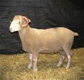 Coyote Acres Kiwi 477N